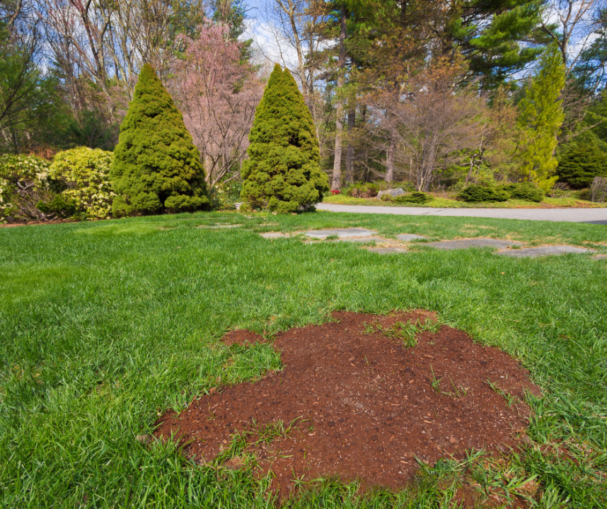 Lawn Restoration In Utah