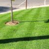 Lawn Seeding and Overseeding Services in Utah
