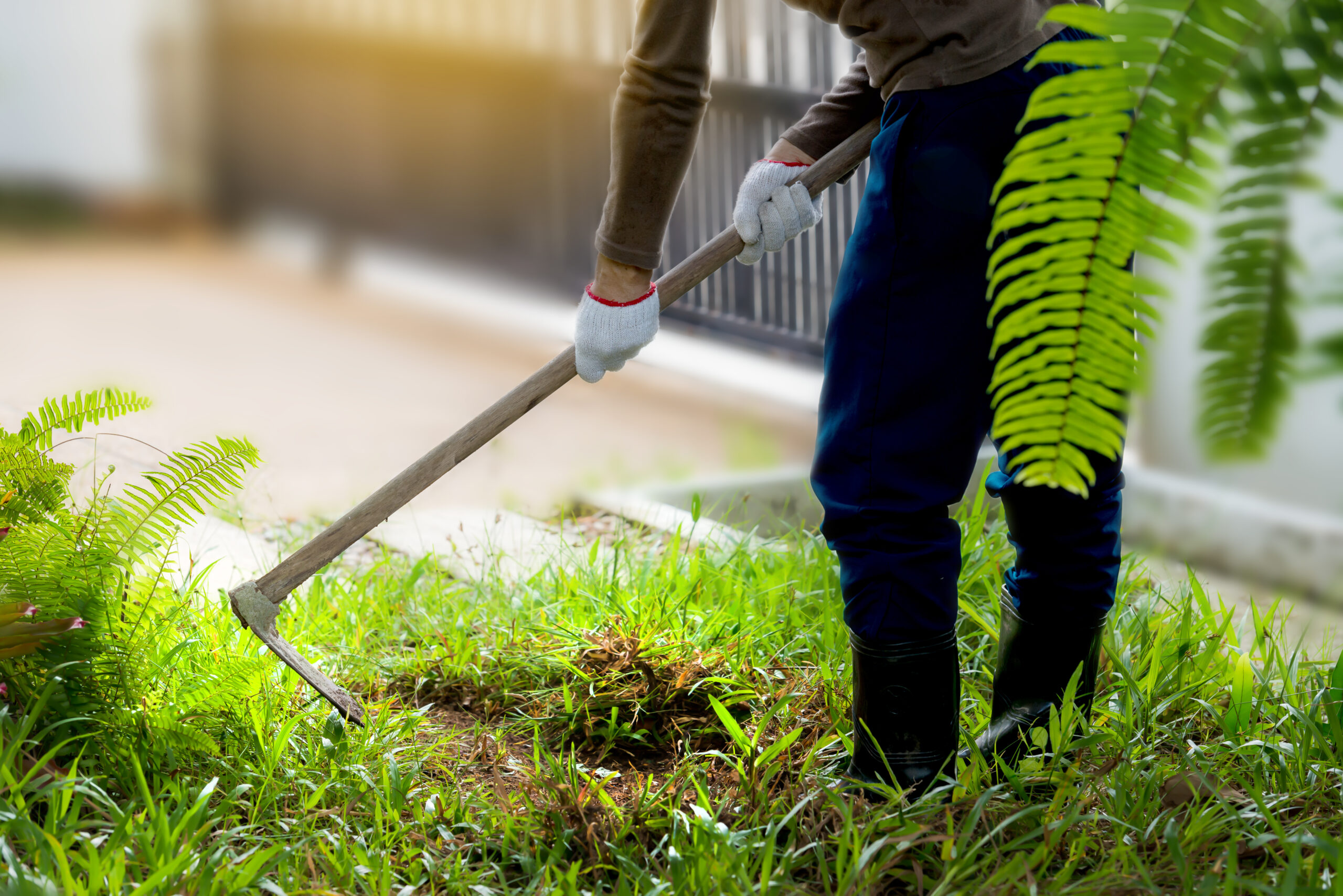 Weed Removal Services in Utah